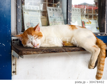 猫 ねこ ネコ 30478402