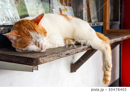 猫 ねこ ネコ 30478405