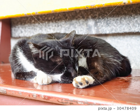 猫 ねこ ネコ 30478409