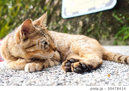 猫 ねこ ネコ 30478414