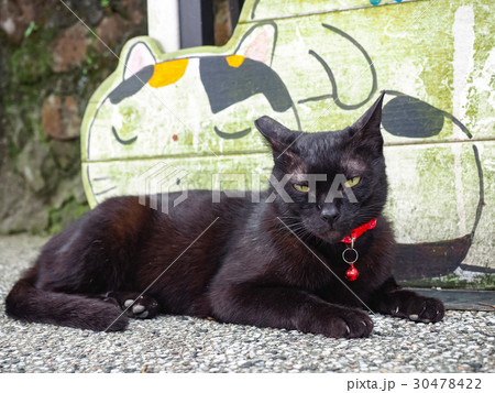 猫 ねこ ネコ 30478422
