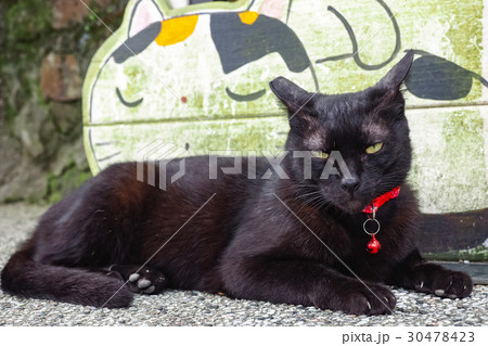 猫 ねこ ネコ 30478423