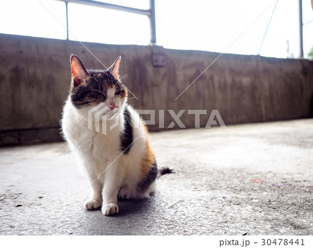 猫 ねこ ネコ 30478441