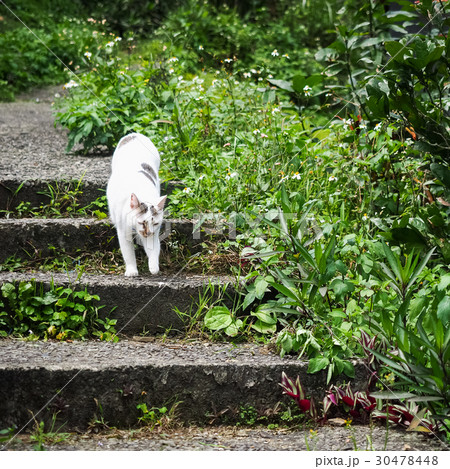 猫 ねこ ネコ 30478448