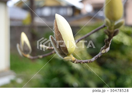開花前の白木蓮 開花前の白木蓮 30478528