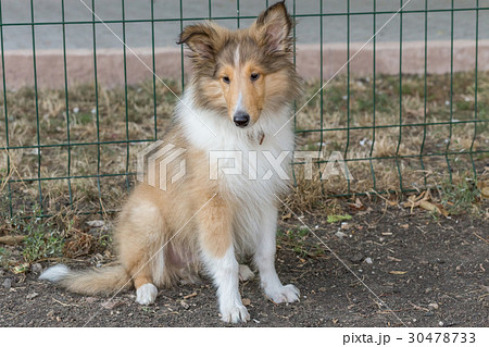 Rough Collie 30478733