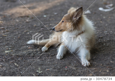 Rough Collie 30478734