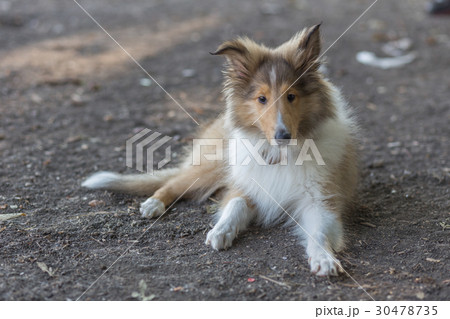 Rough Collie 30478735