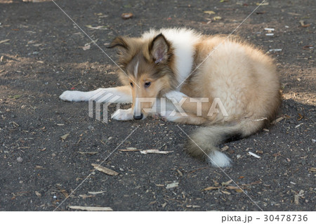 Rough Collie 30478736