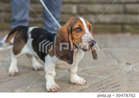 Basset Hound 30478762