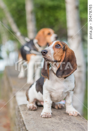 Basset Hound Basset Hound 30478765