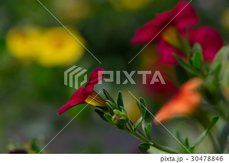 植物 工場 プランツ 30478846