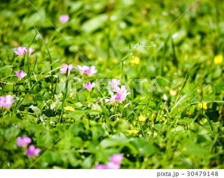 オキザリス ミヤマカタバミ カタバミ属 30479148