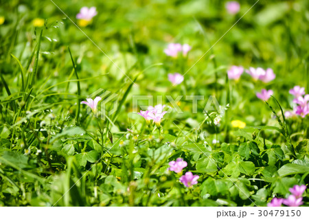 オキザリス ミヤマカタバミ カタバミ属 30479150