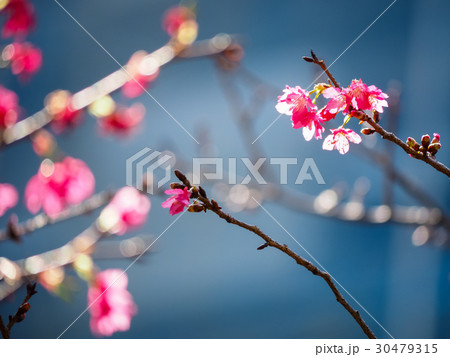 桜 さくら サクラ 30479315