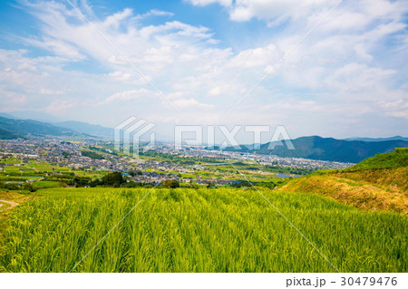 姨捨の棚田 30479476