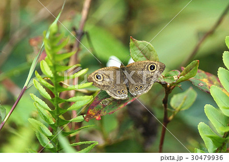 生きる 暮らす ライブ 30479936