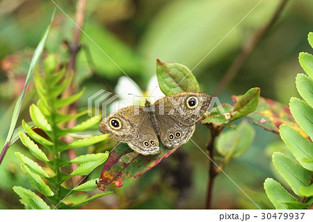 蝶 チョウ 蝴蝶 30479937