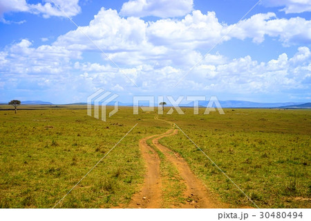 マサイマラ国立公園・サバンナ 30480494