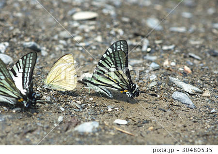 蝶 チョウ 蝴蝶 30480535
