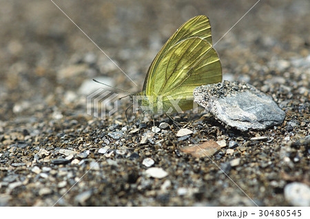 落差 違い 分岐 30480545