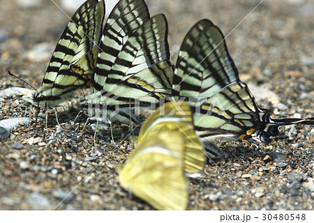 蝶 チョウ 蝴蝶 30480548