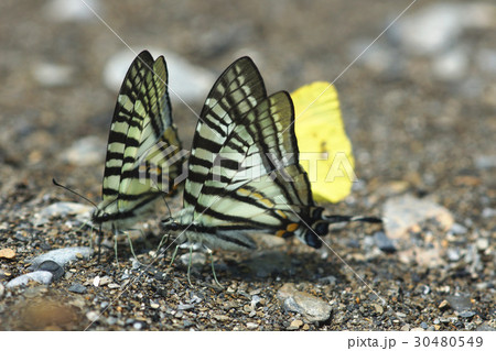 蝶 チョウ 蝴蝶 30480549