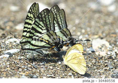 蝶 チョウ 蝴蝶 30480556