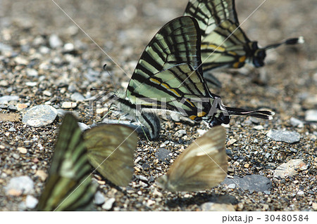 蝶 チョウ 蝴蝶 30480584