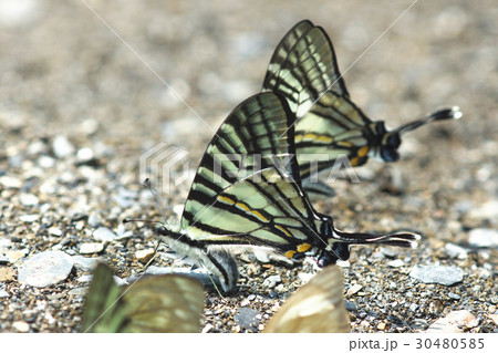 蝶 チョウ 蝴蝶 30480585