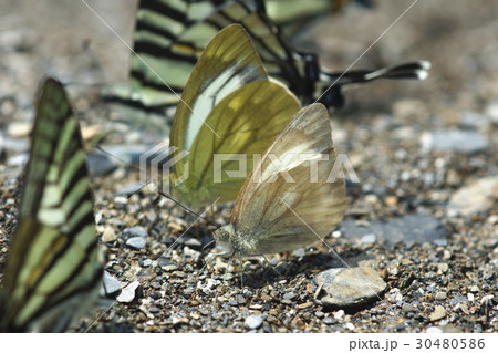 蝶 チョウ 蝴蝶 30480586