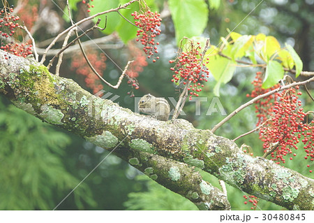 動物 動物学 生きる 30480845