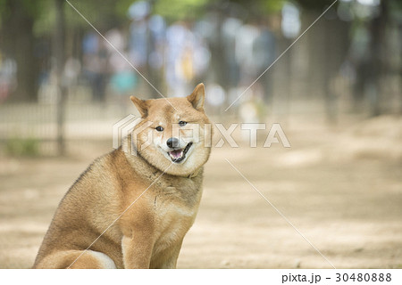 気になる柴犬 30480888