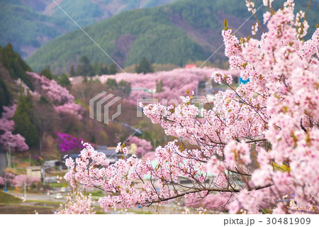 勝間薬師堂 シダレザクラ 勝間薬師堂 シダレザクラ 30481909