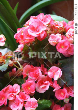 ベゴニア ベコニア シュウカイドウ科 30482404