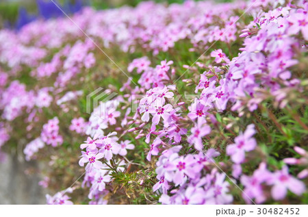 シバザクラ 花 シバザクラ 花 30482452