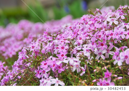 シバザクラ 花 シバザクラ 花 30482453