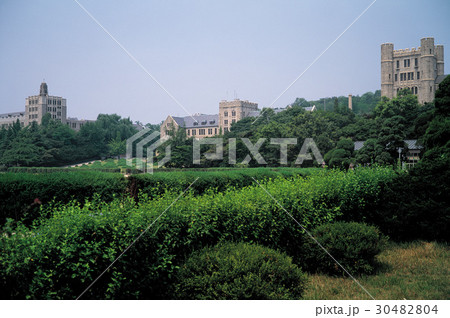 高麗 木 大学 30482804