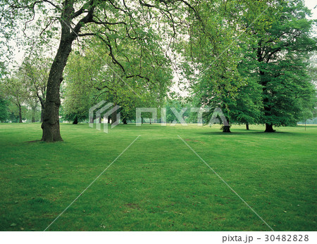 公園 木 植物 30482828
