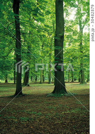 木 森 植物 30482879