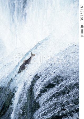 水 激写 魚類 30483181