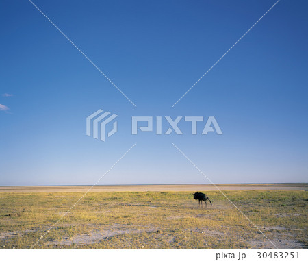 バッファロー アフリカの 草原 30483251