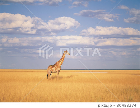 雲 キリン ナミビア 30483274