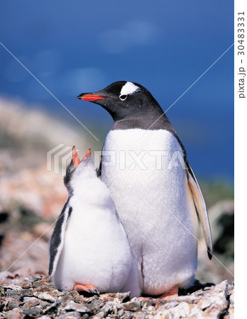 南極 動物 ジェンツーペンギン 30483331