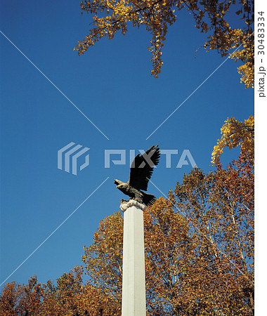 ワシ ワシ賞 像 30483334