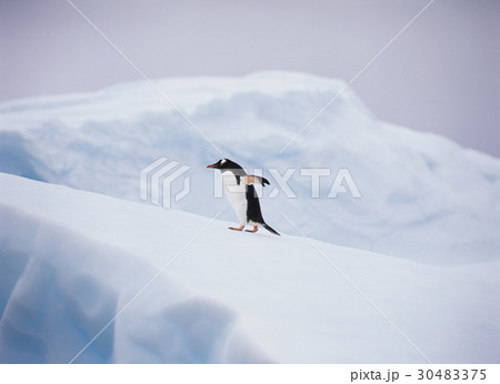 南極 氷山 ジェンツーペンギン 30483375