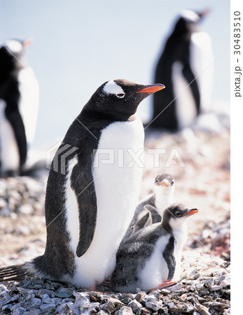 南極 子 ジェンツーペンギン 30483510