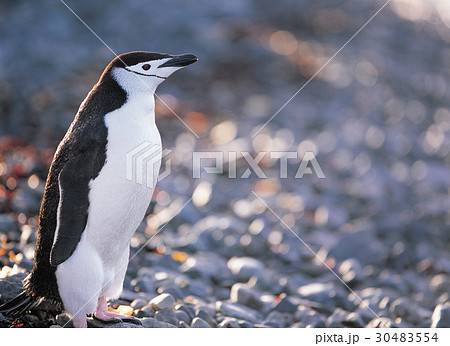 南極 鳥 ヒゲペンギン 30483554