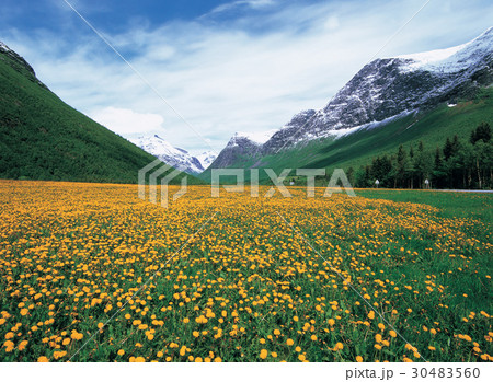 花 山 野生の花 30483560