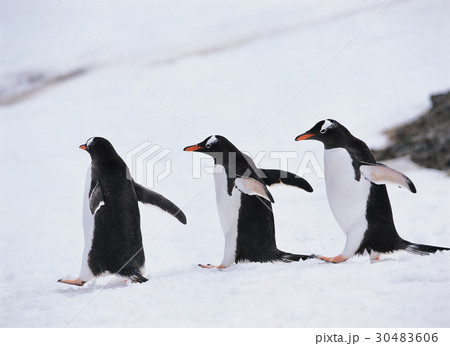 南極 ジェンツーペンギン 鳥 30483606